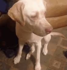 Dog Cake Gifs Tenor