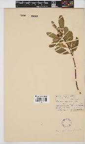 Image result for Eriosema flemingioides