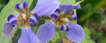 Aug 20, 2020 · the first step is harvesting seeds from iris plants. Neomarica Species Apostle Plant Twelve Apostles Walking Iris Neomarica Coerulea