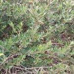 Image result for Vaccinium madagascariense