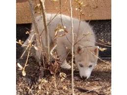 Husky puppies for sale in iowa from breeders, shelters, rescues. Siberian Husky Puppies In Iowa