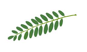 Image result for Tipuana