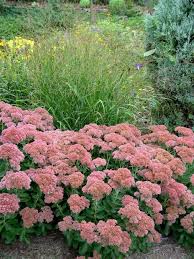 Deko Ideen Garten Mit Herbstblumen Fur Eine Gute Stimmung Im Herbst Garden Plants Design Plants Sedum Garden