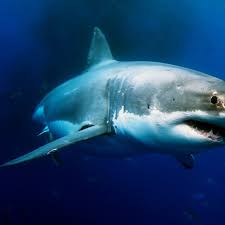 Taronga conservation society keeps a log of shark attacks in australia each year. X5cin Tsaq439m