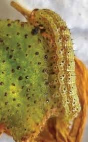 Image result for Crotonogynopsis australis