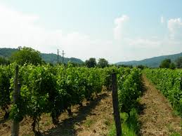 Importanta comertului cu vin si struguri este cunoscuta, aceste produse aducand sume importante de bani la buget. Comisia EuropeanÄ A Dat PublicitÄÈii Noile Reguli De Plantare A ViÈei De Vie In Ue Viva Fm