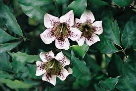 Image result for Rothmannia longiflora