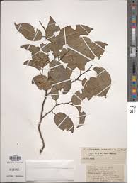 Image result for Strombosia scheffleri