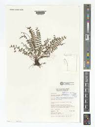 Image result for Asplenium sandersonii