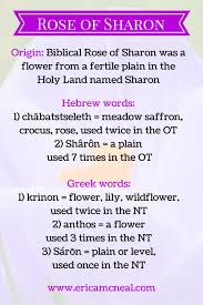 Rose Of Sharon 682x1024 Png 682 1024 Sharon Meaning Hebrew Words Rose Of Sharon