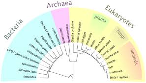 The Three Domains