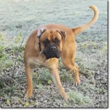Infos zur hunderasse bordeaux dogge. Rocky Rude Boxer Bordeaux Dogge Mix 2 Jahre Boxer Nothilfe Deutschland E V