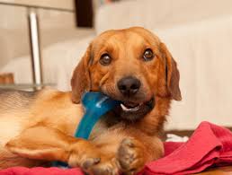 Here are 10 organizations that offer free or cheap and affordable vet care (includes places near you!) when your pet gets sick you want to do everything you can to care for them and restore their health. Pet Dental Care Pet Dentists