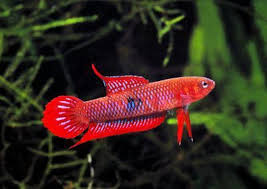 Betta Rubra Google Search Betta Betta Fish Fish