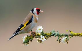 Birds and flowers 4k wallpaper. 44 Wallpaper Birds And Flowers On Wallpapersafari