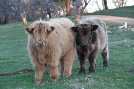 Miniature highland cattle miniature cows scottish highland cow mini highland cow highland calf cute baby cow baby cows cute cows baby highland cow | tumblr. Scottish Highland Cattle Calves Mini Cows Highland Cattle Cow Calf