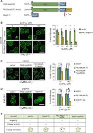 We did not find results for: Rna Promotes Phase Separation Of Glycolysis Enzymes Into Yeast G Bodies In Hypoxia Elife