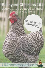 Are You Considering Raising Backyard Chickens Are You Filled With Questions Welcome To Your One S In 2021 Chickens Backyard Egg Laying Chickens Urban Chicken Farming