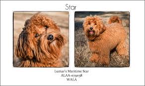 Explore the best australian labradoodle breeders in your area and nationwide. Our Dogs Lumar Labradoodles