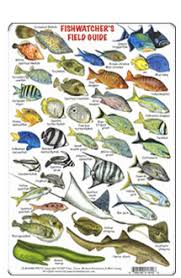 Fishcards Com Atlantic And Caribbean Fishcards Page