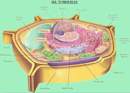 Sel Tumbuhan Struktur Fungsi Gambar Organel Organel Sel
