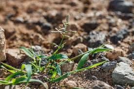 Image result for Eschenbachia gouanii