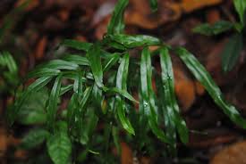 Image result for Lindsaea ensifolia