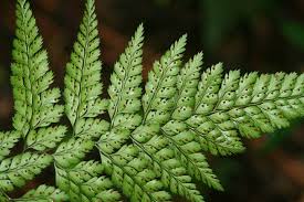Image result for Dennstaedtiaceae