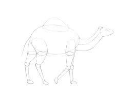 Learn how to draw a camel quickly & easily. How To Draw A Camel