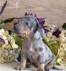 1yr old dachshund male looking for temp girlfriend Pin On Dachschund