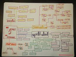 Mind Map Epithelial Tissue Related Keywords Suggestions