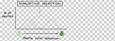 Directional Selection Natural Selection Diagram Stabilizing