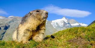 To make it easy for your children to learn, we have compiled some trivia questions about animals for kids in this post. 8 Things You Didn T Know About Groundhog Day Groundhog Day Facts