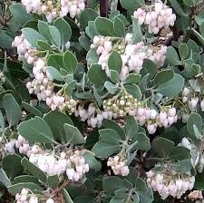 Check spelling or type a new query. Manzanita Photos Descriptions And Plants Arctostaphylos Species