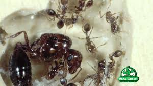 You also have to buy their forms, and statement paper. Fire Ant Control Real Green Pest And Lawn Austin Tx