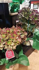 We did not find results for: 43 Harris Teeter Flowers Plantation Info About Plantation