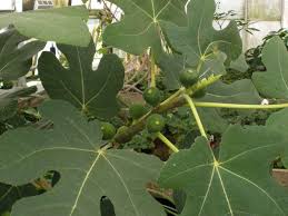 Image result for Moraceae