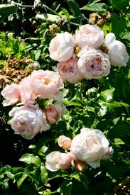 Light Pink Garden Roses In The Jardin Des Tuileries Paris With Landen In 2020 Pink Garden Pale Pink Roses Rose