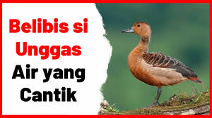 Belibis Si Unggas Air Yang Cantik Di 2020 Hewan Habitat Danau