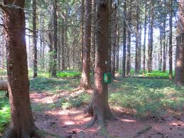 Morgan hill state forest is a state forest in onondaga county and cortland county, new york, united states. Morgan Hill State Forest Go Finger Lakes