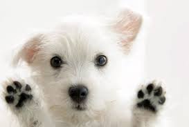 Maybe you would like to learn more about one of these? San Diego Community News Group Retail Dog Adoption Center Set To Open In University City