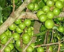 We did not find results for: Inilah 3 Jenis Kacang Termahal Almond Pistachio Dan Macadamia Mana Yang Terenak Gemar Ternak Dan Kicau Burung