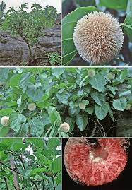 Image result for Motandra