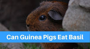 Protein deficiency, in particular, can. Can Guinea Pigs Eat Basil