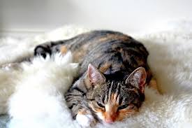 What are the symptoms of uri in cats? Upper Respiratory Infection In Cats