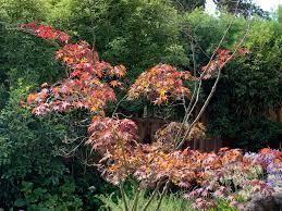 Do you think your maple tree's health may be suffering? Bay Area Gardens How To Cope With Japanese Maple Dieback