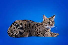 9 Fascinating Facts about Savannah cats | Catastic