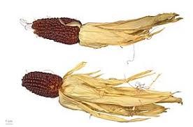 Image result for Zea mays