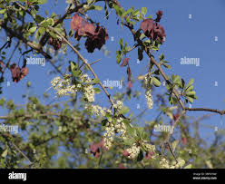 Image result for Terminalia prunioides