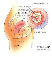 Îți vine ciclul dacă ești însărcinată? Prima Luna De Sarcina Stop Avort Alege Viata